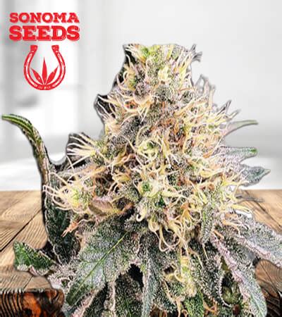 Buy BC God Bud Marijuana Seeds