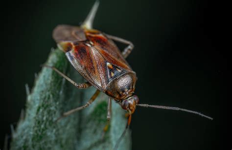 Cockroach Infestation: Signs, Prevention, and Treatment