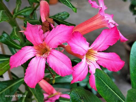 Desert Rose Flower - Free photo on Pixabay - Pixabay