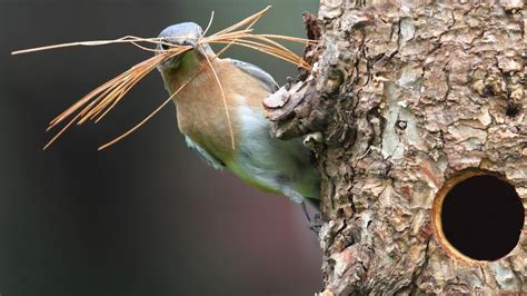 Tout Sur La Construction Du Nid Chez Les Oiseaux