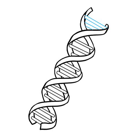 How To Draw Dna Really Easy Drawing Tutorial