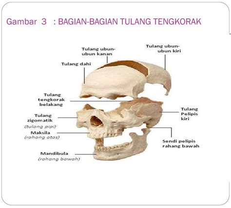 Tulang Tengkorak Terdiri Dari Meteor