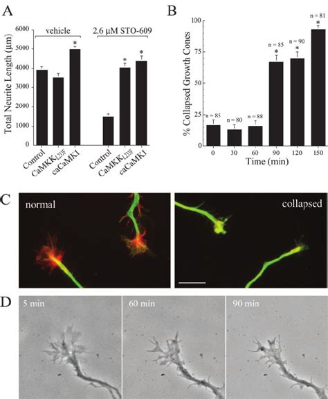 Inhibition Of Camkk By Sto Inhibits Neurite Outgrowth And Causes