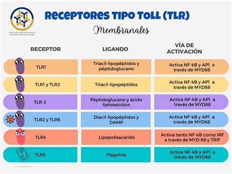 Receptores tipo Toll TLR Inmunologia Bioquímica Receptor