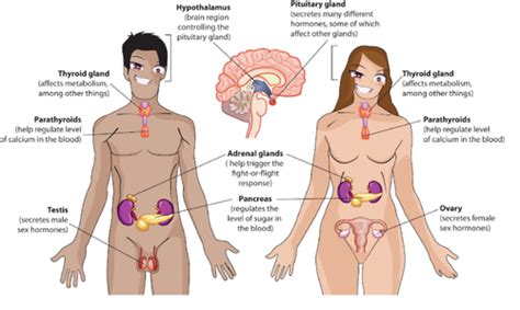 Lecture Hormones And Sex Flashcards Quizlet