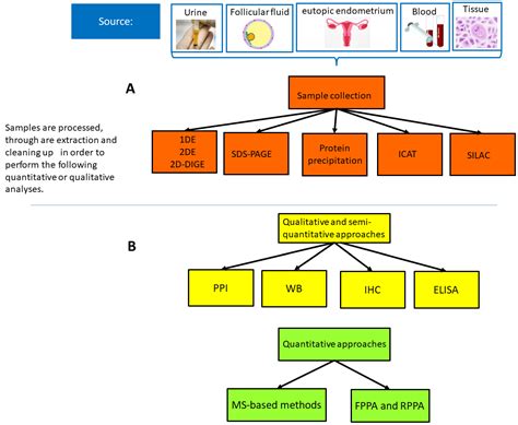 Biomedicines Free Full Text Chronic Pelvic Pain Vulvar Pain Disorders And Proteomics