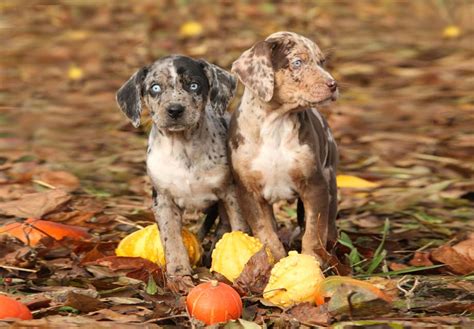 Catahoula Leopard Dog Puppies For Sale