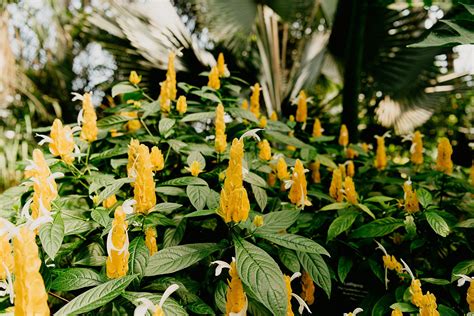 The Lincoln Park Conservatory