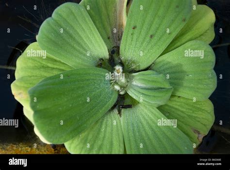 Pistia Stratiotes Water Lettuce Stock Photo Alamy