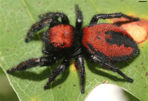 30 Jumping Spider Facts That Are Too Cute To Miss - Facts.net