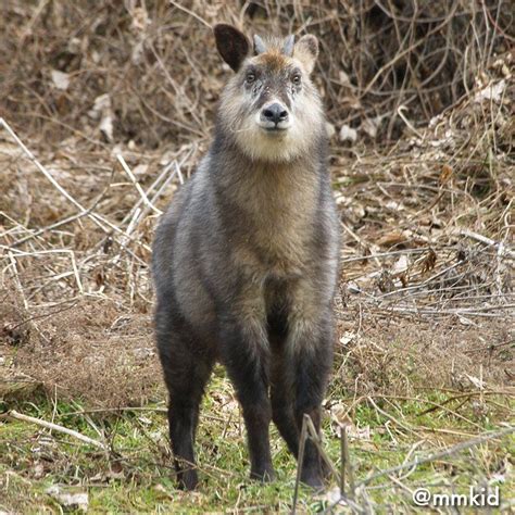 TweetDeck | Animals, Artiodactyla, Japanese