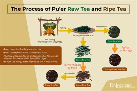 Puer Tea Deep Fermentation And Polyphenols