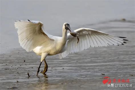 【霞浦生態美】黑臉琵鷺：活躍在霞浦海岸的「黑面天使」 頭條匯