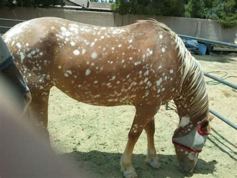 44 best Horse Color Galore: Snowflake images on Pinterest | Appaloosa ...