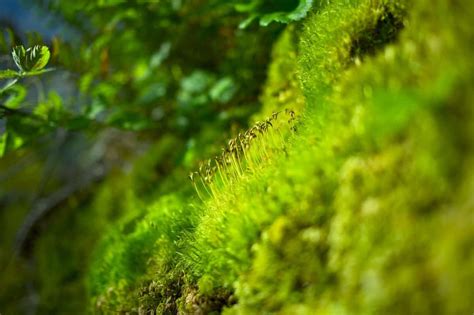 How To Create A Moss Lawn In 5 Easy Steps