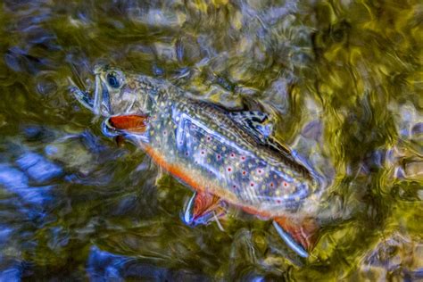 Fly Fishing Guide David Knapps Trout Zone Anglers