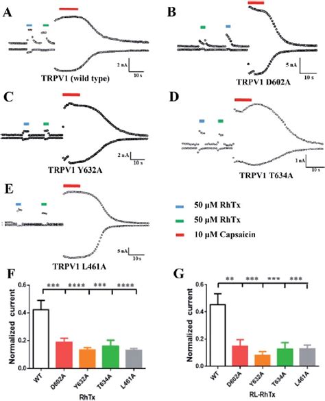 Rhtx And Rl Rhtx Target The Trpv Outer Pore A E The Whole Cell