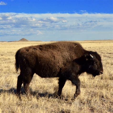 One year later: Bison herd gains hoof-hold and boosts conservation ...