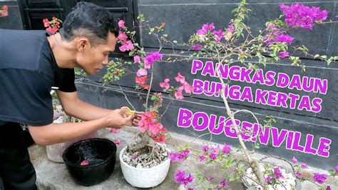 Pangkas Daun Bougenville Atau Bunga Kertas Pruning Biar Tidak