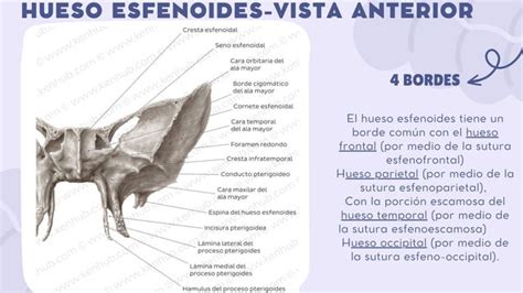 Presentaci N Del Hueso Esfenoides Ppt