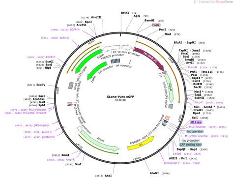 Addgene XLone Puro EGFP