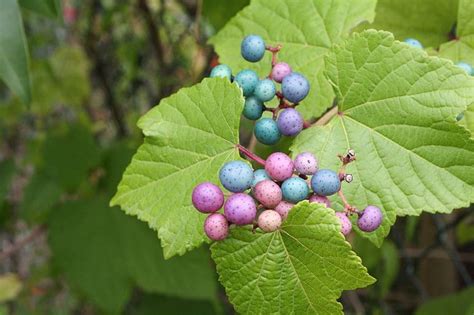 Pianta Rampicante Della Virginia Con Frutti Blu Tutto Quello Che C