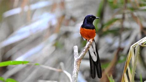 Kumpulan Burung Murai Batu Indah Youtube Youtube