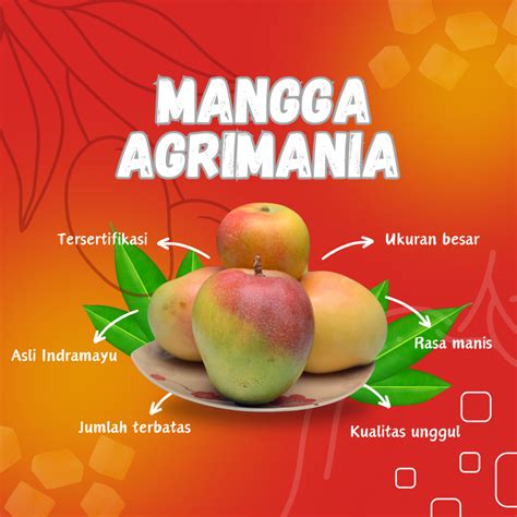 Jual Mangga Agrimania Varietas Unggul Baru Indramayu Shopee Indonesia