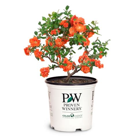 Proven Winners Orange Double Take Orange Quince Flowering Shrub In 2