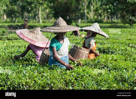 Tea Leaf Harvesters At Work On A Tea Plantation In Jorhat Assam India They Collect The