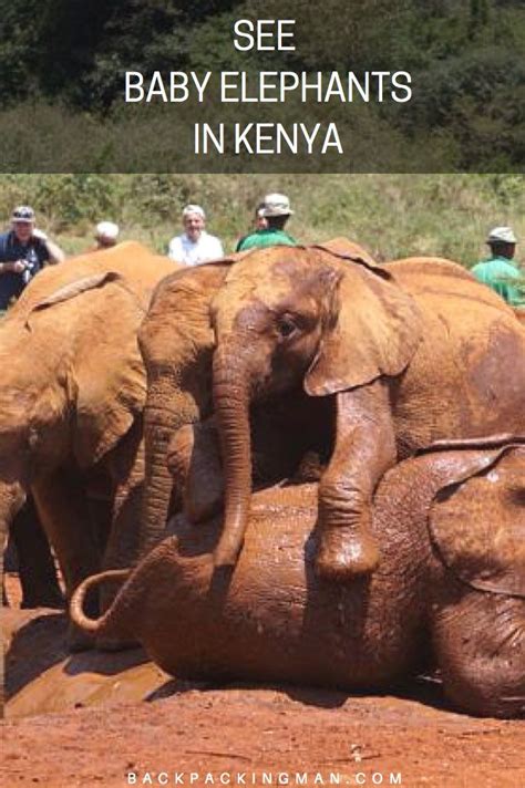 Elephant Orphanage Nairobi Visiting The David Sheldrick Wildlife Trust