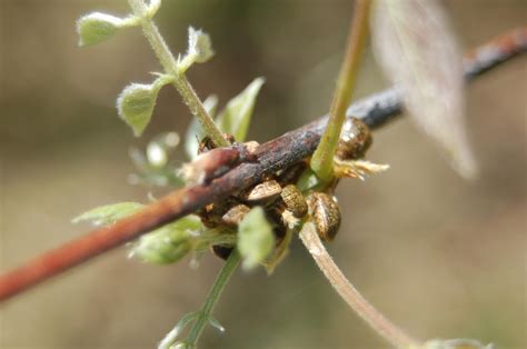 Kudzu Bug On Wisteria Walter Reeves The Georgia Gardener