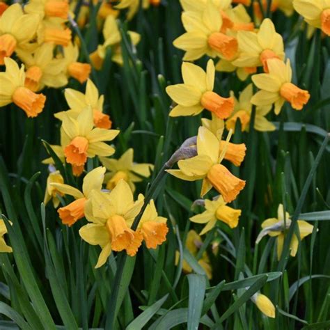 Narcissus Jetfire Buy Plants At Coolplants
