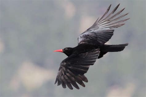 How To Photograph Birds In Flight WILD ANDALUCIA BIRDING TOURS