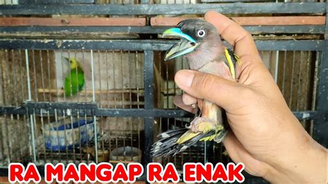 BANYAK BURUNG UNIK INCARAN KICAU MANIA PB PRAMUKA YouTube