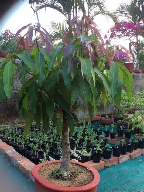 How to Grow and Care for a Bonsai Mango Tree (Mangifera Indica) | Florgeous