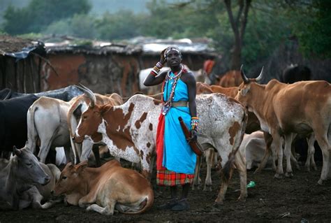 The Cattle Economy Of The Maasai National Geographic Society