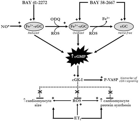 Mechanism Of Antihypertrophic Actions Of Sgc Ligands In Cardiomyocytes