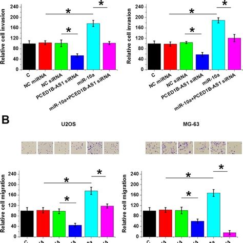 Pced1b As1 Sirna Silencing Inhibited Os Cell Invasion And Migration