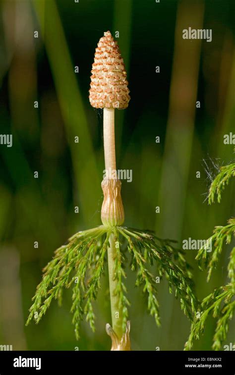 sylvan horsetail, wood horsetail, woodland horsetail (Equisetum ...