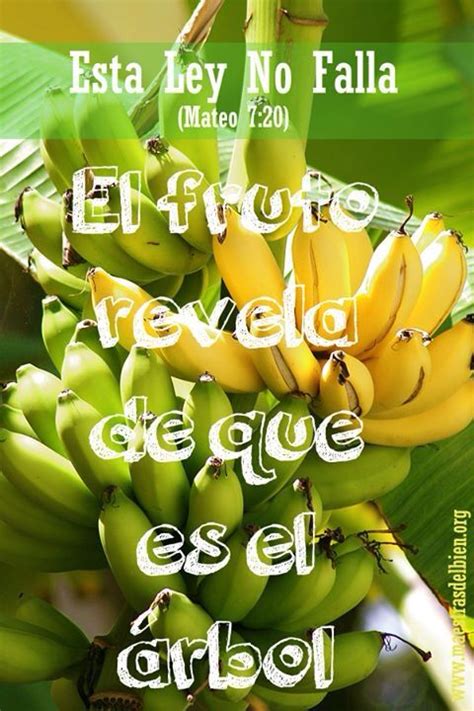 A Bunch Of Bananas Hanging From A Tree With The Words Esta Hey No Falla