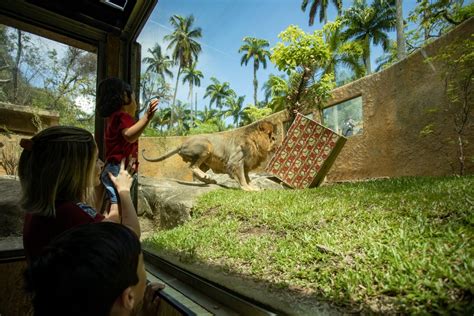 Bioparque Tem Programa O Especial Na V Spera De Natal