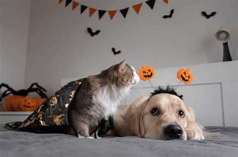 Disfraces De Halloween Para Gatos Sorprende Con Tu Mascota