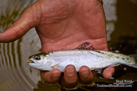 Smolt