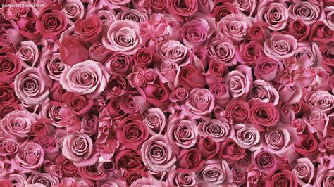 Pink Roses Backgrounds Wallpaper Cave