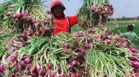 Panen Bawang Merah Petani Menjerit Website Kalurahan Tirtohargo