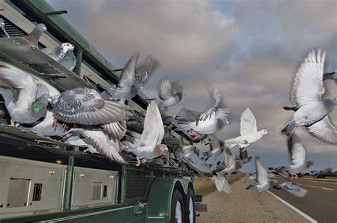 texas center of racing pigeon clubs