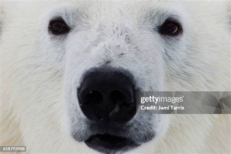 85 Polar Bear Eyes Stock Photos, High-Res Pictures, and Images - Getty ...