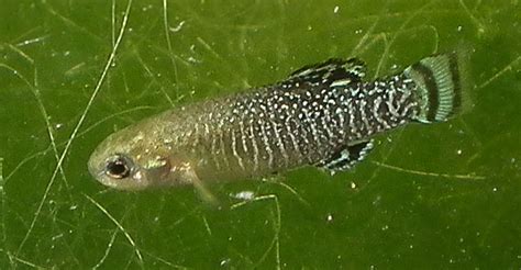 Killifish British Killifish Association