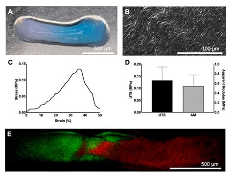 Two Phase Adc Hydrogels A Acellular Two Phase Adc Hydrogels With One Download Scientific